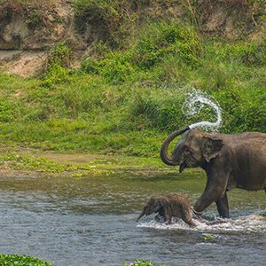 Bardia National Park - Jungle Safari in Nepal